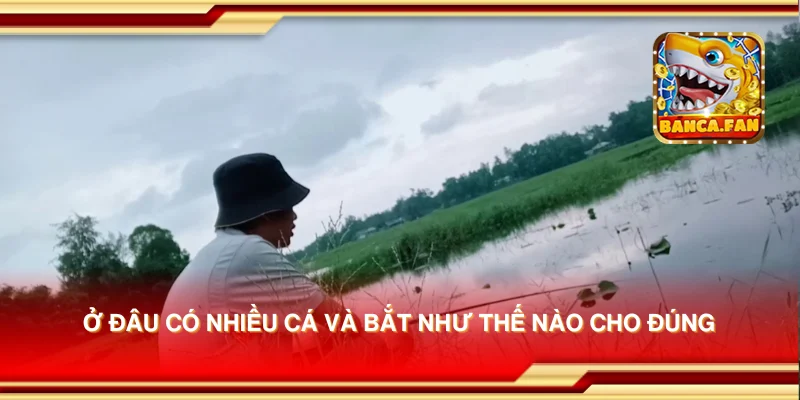 Ở đâu có nhiều cá và bắt như thế nào cho đúng