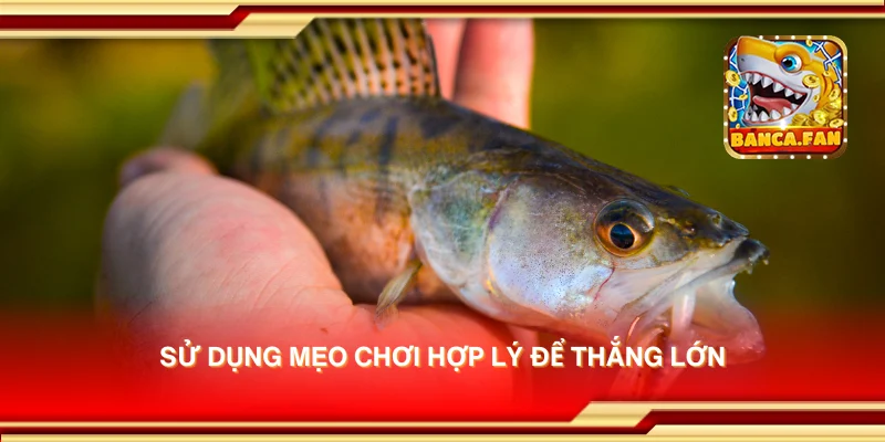 Sử dụng mẹo chơi hợp lý để thắng lớn