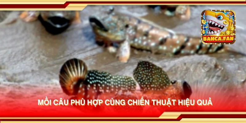 Mồi câu phù hợp cùng chiến thuật hiệu quả